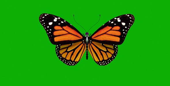 Butterfly on Green Background alt