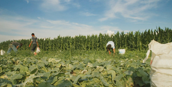 Harvest Helper Picking Up Cucumbers alt