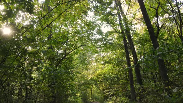 Forest Beautiful Landscape in an Autumn Day