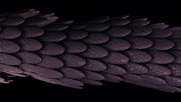 Many small oval shaped feathers