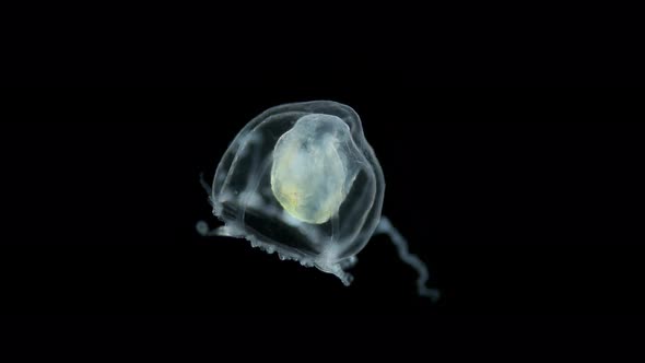 Jellyfish Under a Microscope Possibly Hydractiniidae Family Suborder Filifera