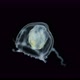 Jellyfish Under a Microscope Possibly Hydractiniidae Family Suborder Filifera - VideoHive Item for Sale