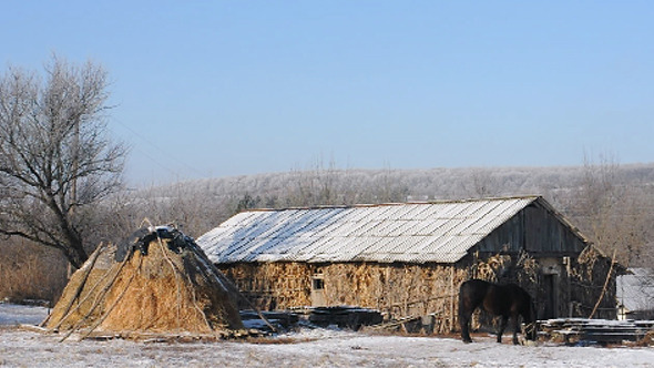 Horse on the Leash in a Field