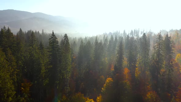 Aerial View of a Bright Autumn Forest on the Slopes of the Mountains at Sunrise