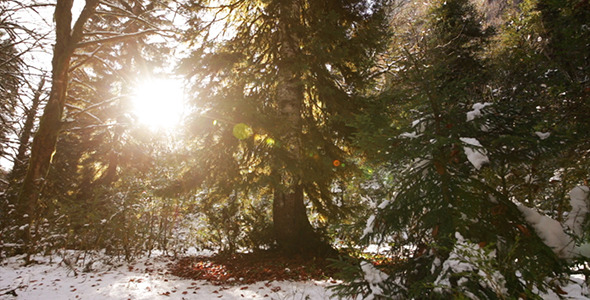 Winter Forest With Sun