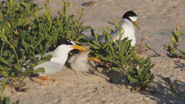 high frame rate front view clip of a little tern chick being fed