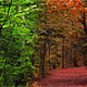 Forest Walkway - VideoHive Item for Sale
