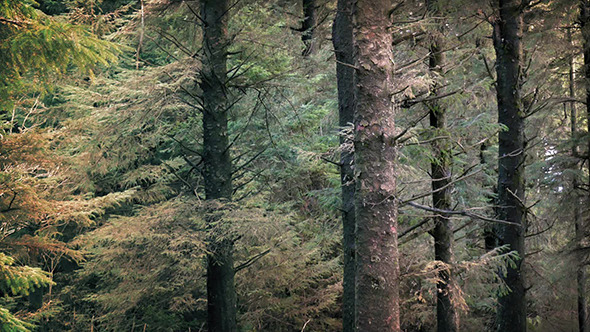 Tall Trees In Evergreen Forest
