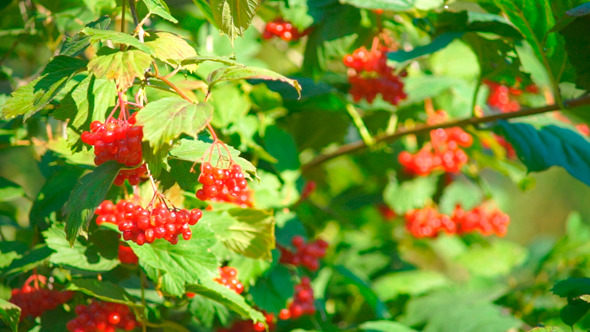 Guelder Rose (Viburnum Opulus) Berries