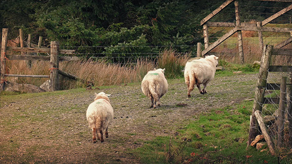 Sheep Walking Up Slope In Afternoon Light