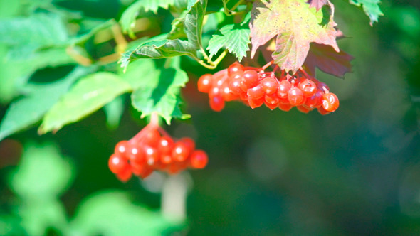 Guelder Rose (Viburnum Opulus) Berries In Day