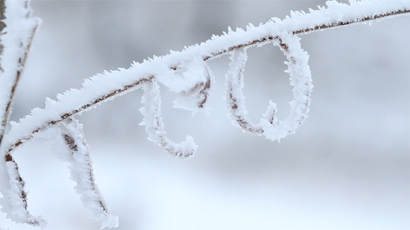 Willow Tree on Frozen