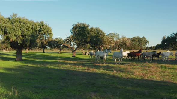 Amazing View of the Wild Horses Grazing in a Pasture