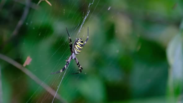 Large Spider Closeup on a Web Against a Background of Green Nature in Forest