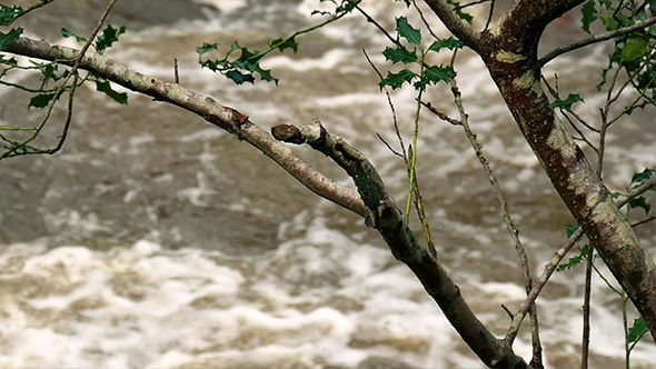 River Raging Through Branches