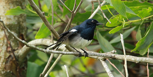 Oriental Magpie Robin (Copsychus saularis)