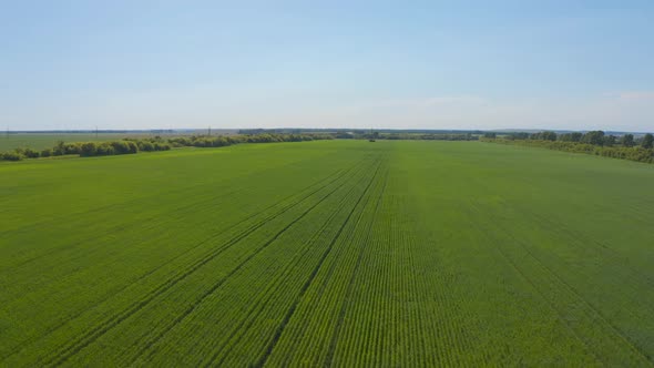 Aerial View of Natural Green Wheat Field. Green Wheat Stalks. Drone Flying Over Beautiful Natural