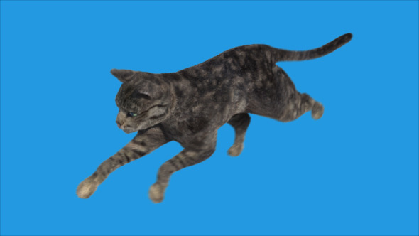 Cat Running