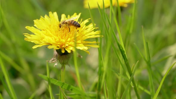 Blooming Wild Flowers Close Up with Honey Bee Pollinating Dandelion Flower