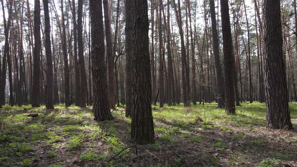 Beautiful Forest Landscape Aerial View Slow Motion