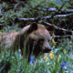 3 Shots of a Black Bear in Wild Flowers - VideoHive Item for Sale