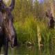Cow Moose and Calf in Pond - VideoHive Item for Sale