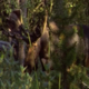 Bull Moose Walking in Forest - VideoHive Item for Sale