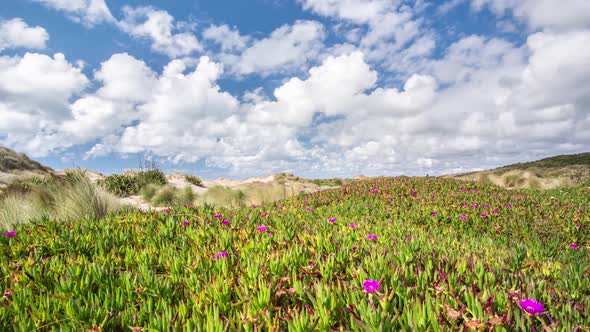 White Clouds Moving Fast over Flowers in Wild New Zealand Nature