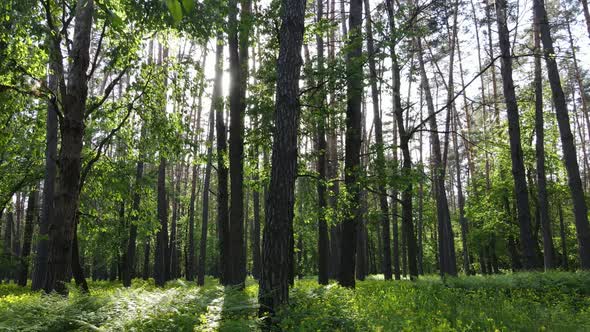 Wild Forest Landscape on a Summer Day