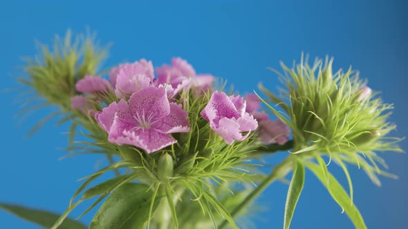 Turkish Carnation Closeup on a Blue Background