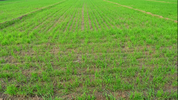 Landscape View Of Wheat Leaves Growing In The Field