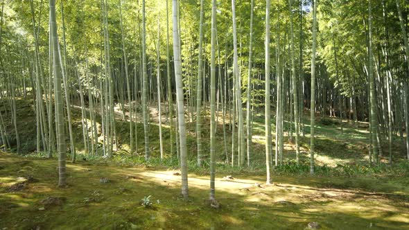 Bamboo