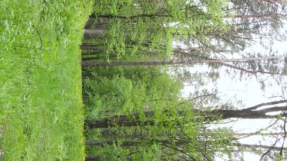 Vertical Video of a Forest with Pine Trees