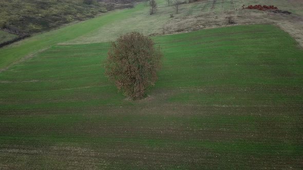 Turkey kocaeli alone tree 