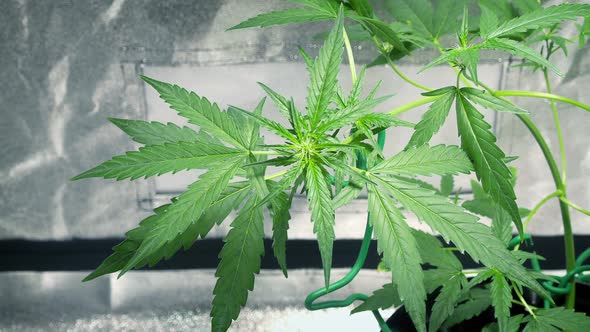 Cannabis Plant In Breeze Growing Indoors