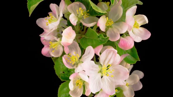 White Apple Tree Flowers