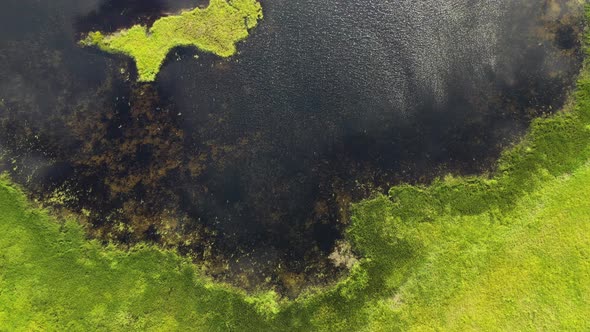 Lake or pond water in Alaska covered with vivid green bog moss near the swamp - aerial directly abov