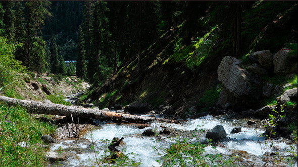 River In The Forest