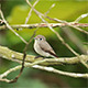 Asian Brown Flycatcher (Muscicapa latirostris) - VideoHive Item for Sale