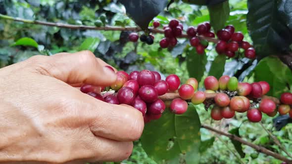 Coffee Plant Farm