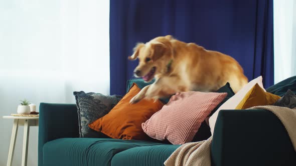 Golden Retriever Jumping Through Sofa