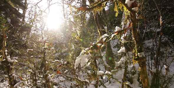 Winter Forest With Sun 3