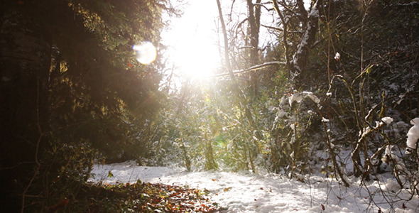 Winter Forest With Sun 4