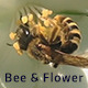 Bee and White Flower - VideoHive Item for Sale