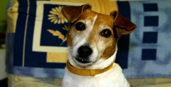 Dog Breed Jack Russell Terrier 3