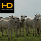 Curious Cattle - VideoHive Item for Sale