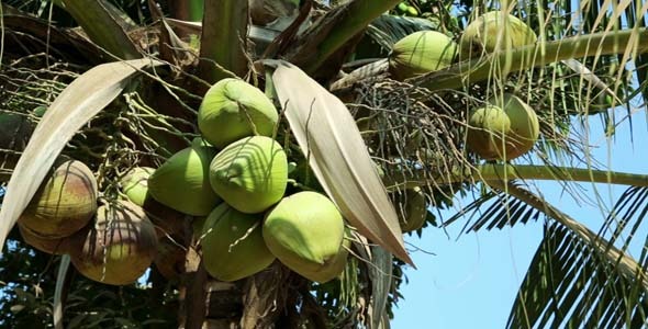 Natural Organic Coconut Tree