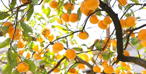  Tree With Tangerines