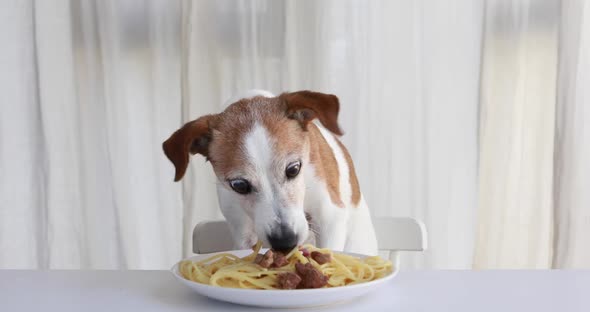 Cute Dog Trying to Steal Homemade Pasta Kitchen Countertop