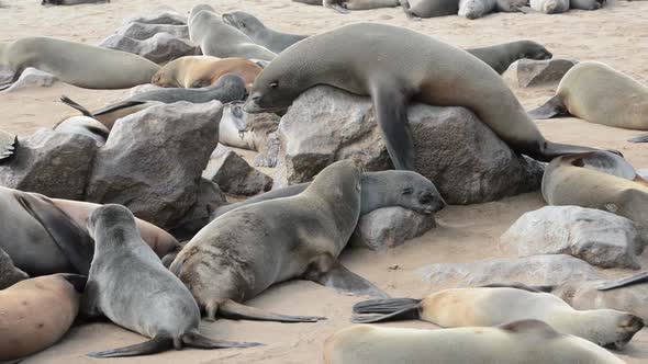 Big Fur Seal Is Comically Tries To Relax on a Rock